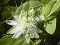 white passionflower